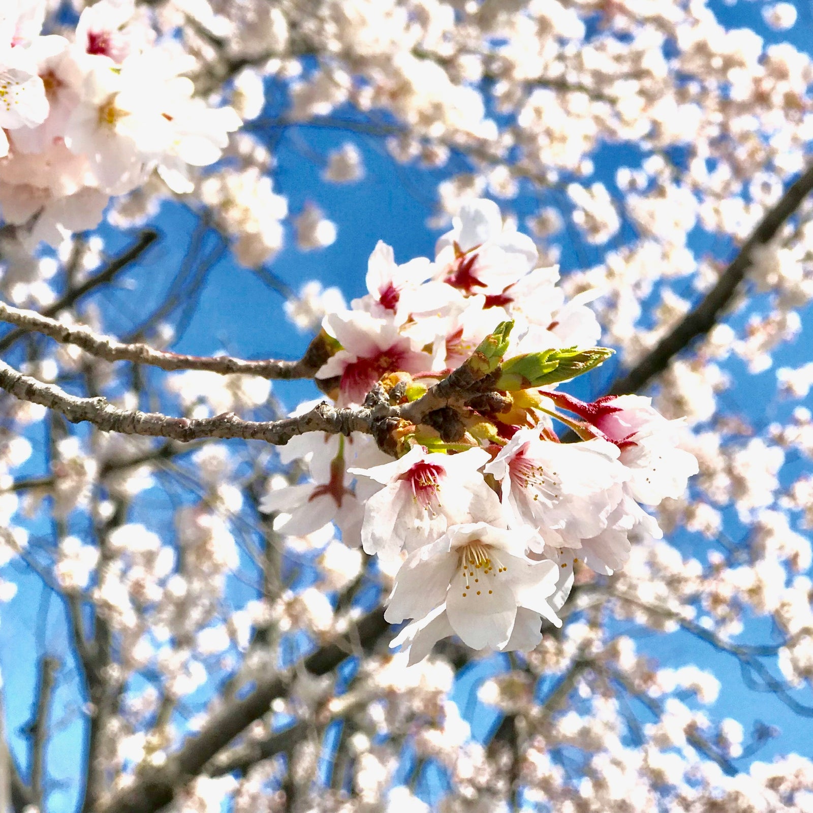 Customer-Appreciation Days