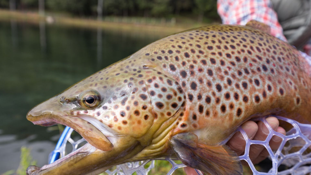 Area Trout Lures JDM TACKLE HEAVEN Area Trout Lures JDM TACKLE HEAVEN