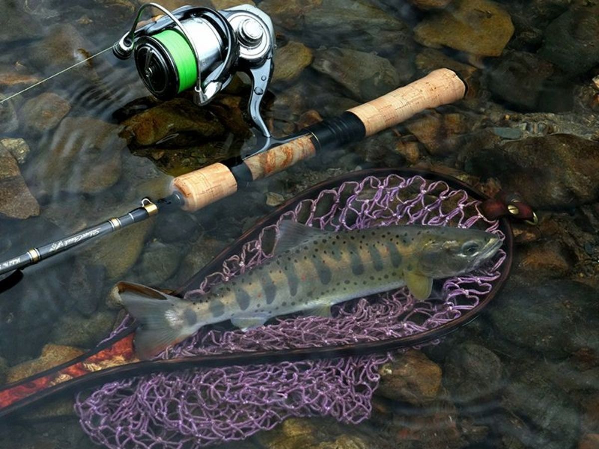 Silver Creek Aurum – JDM TACKLE HEAVEN