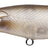 Evergreen Ultra Sledge #106 Ghost Silver