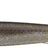 Evergreen Last Ace 86S #152 Neon Moroko