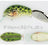 Grassroots Redcub #034 Spotted Frog N