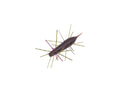 Geecrack Imokemushi 40mm #365 Zari Bug