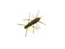Geecrack Imokemushi 40mm #341 Crazy Bug