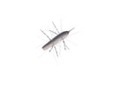 Geecrack Imokemushi 40mm #268 Electric Shad (GS)