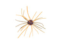 Geecrack Imokemushi Cuebomb 1inch #023 Green Pumpkin Blue Orange