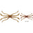 Zappu Fish Magnet Octopus 140mm 4580885010067
