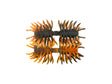 Imakatsu Hairy Spider Kujala 160mm #S-599 DD Sawagani