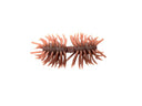 Imakatsu Hairy Spider Kujala