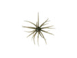 Hideup Kyu Coike #243 Tamaramba Dark Shrimp