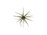 Hideup Kyu Coike #243 Tamaramba Dark Shrimp