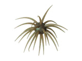 Hideup Coike Fullcast Soft Material #243 Tamaranbai Dark Shrimp