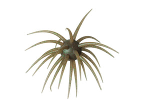 Hideup Coike Fullcast Soft Material #243 Tamaranbai Dark Shrimp