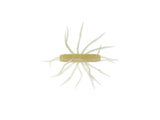 Hideup Coike Thunder M 17mm #267 Clear Wakasagi